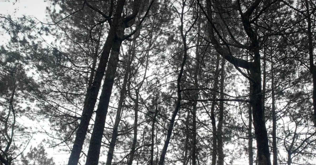 Hutan Pinus Glagalinggah: Oase Ketenangan Baru di Jantung Kintamani